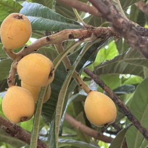 枇杷の実